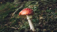 Nová vlna otrav ukazuje, proč je rozpoznání hub klíčové