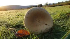 Velká houba na louce za ranní rosy, podzimní krajina, snížený pohled, příroda v Česku.