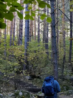 Osoba kráčí lesem mezi stromy