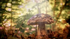 Tajemství úspěšného houbaření: kdy a kam letos vyrazit