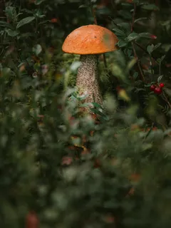 Houba rostoucí na stromě v přírodě
