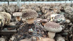 Hříbky shiitake na polici, čerstvé houby pro vaření