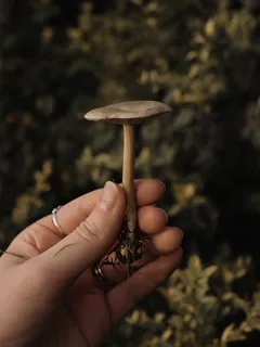 Osoba drží hnědou houbu během dne