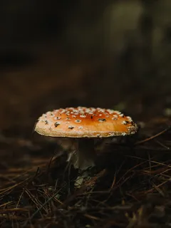 Detailní fotografie hnědé a bílé houby na přírodním pozadí