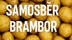 Samosběr v Osluchově slibuje zážitek a bohatou zásobu brambor