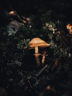 Makro foto houby skupiny na lesní půdě v Portlandu