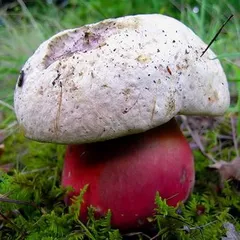Hřib satan vyrůstající v trávě, detail houby zblízka v přírodním prostředí.