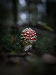 červenobílá houba focená tilt shift objektivem