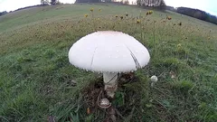 Bílá houba rostoucí na louce v trávě při podzimním dni v přírodě.