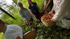Lidé sbírají lesní plody v zeleném lese během dne