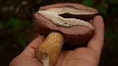 Nejčastější omyl houbařů vede k trpkému zklamání v kuchyni