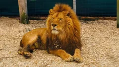 Útěk lva u Prahy mění pohled na bezpečnost v českých zoo