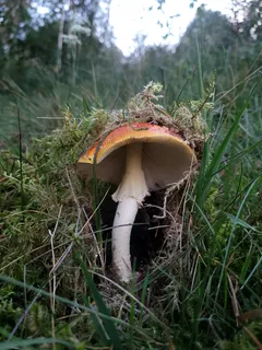 Houba sedící v trávě na zelené louce