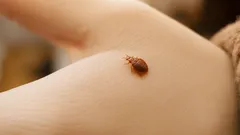 Nečekaný tip pomáhá odhalit štěnice dřív, než vás kousnou