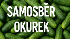 Zažijte kouzlo letního samosběru okurek a užijte si přírodu