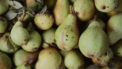 Samosběr hrušek vám nabídne lepší ceny i nezapomenutelné chvíle