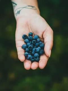 Člověk držící modré bobule za denního světla