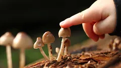 Ruka sahající po houbách na stole, čerstvé houby připravené k použití