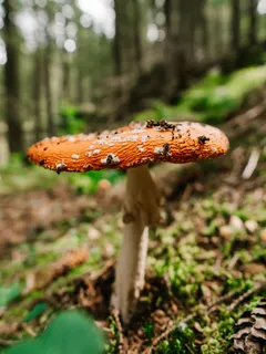 hnědá a bílá houba s tilt shift efektem