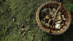 Houbařská sezóna vrcholí: najděte poklady i nové druhy hub