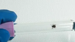 Klíště uvnitř plastové zkumavky držené v rukavici