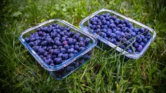 Modrý trend léta: farmy lákají na sladké borůvky a nezapomenutelnou atmosféru