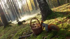 Osvojte si tajné fígle a naplňte košík houbami rychleji než ostatní