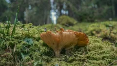 Houba rostoucí divoce v podzimním lese mezi trávou