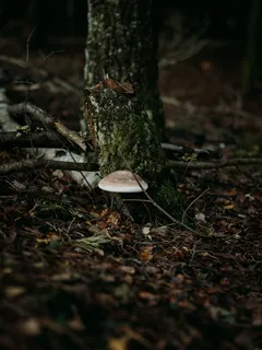 Bílé houby na mechem porostlém pařezu v lese